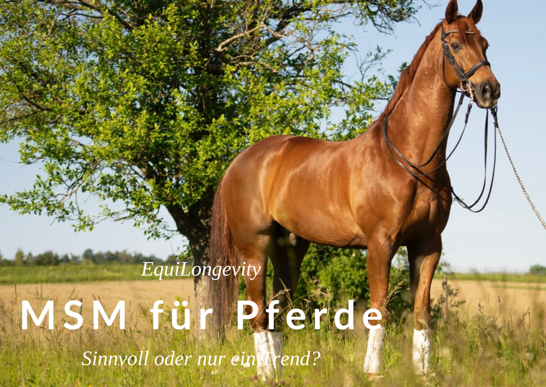 MSM für Pferde – sinnvoll oder nur ein Trend?