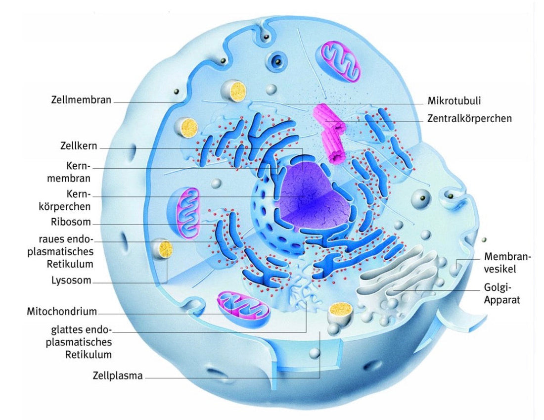 Warum die Gesundheit deines Pferdes in jeder einzelnen Zelle beginnt