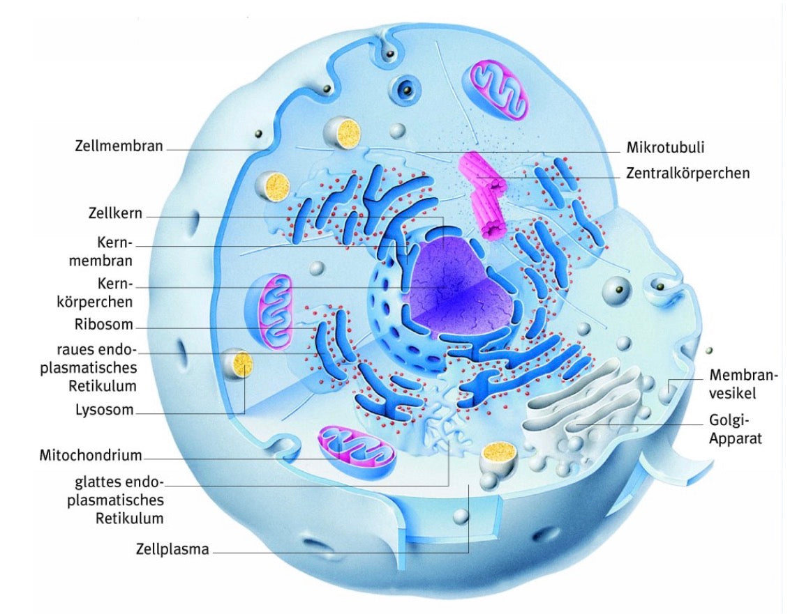 Warum die Gesundheit deines Pferdes in jeder einzelnen Zelle beginnt