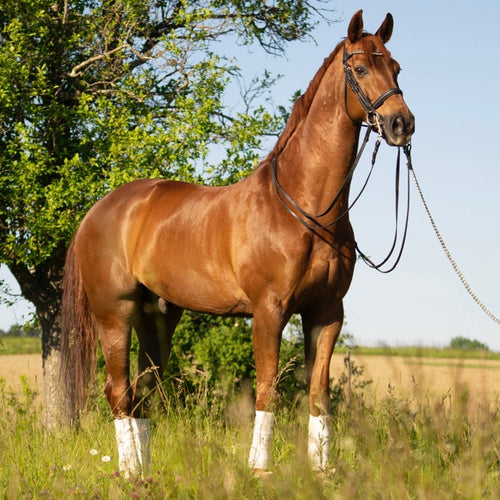 EquiLongevity 1 Kg - Vorteilspackung